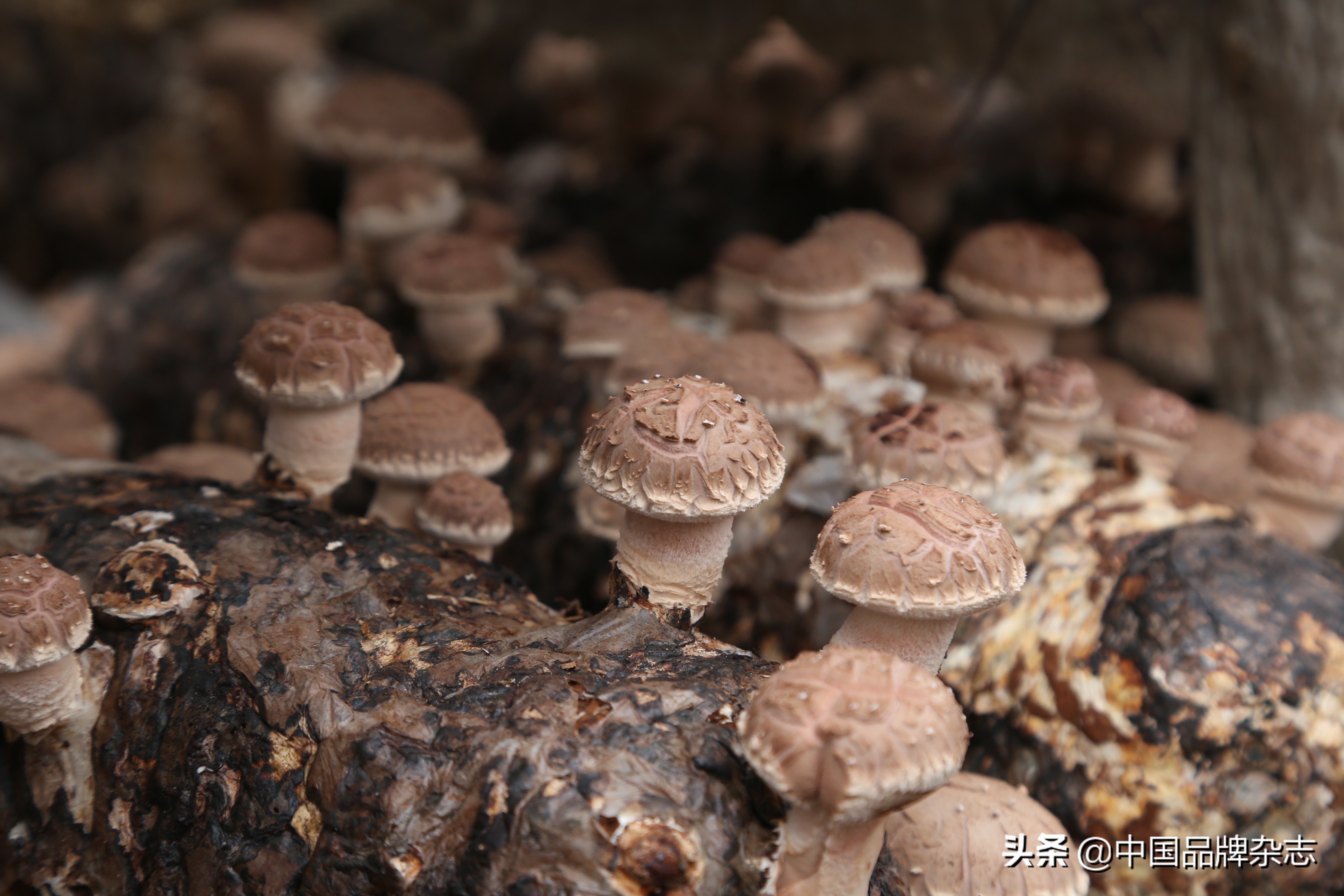 小香菇闯出"大市场"-特色产品-西峡县电子商务公共服务中心 【官网】*