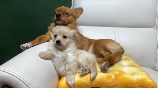 哈尼最拿手的撅屁股动作,小小哈也做的丝毫不差,就连生气时发脾气都