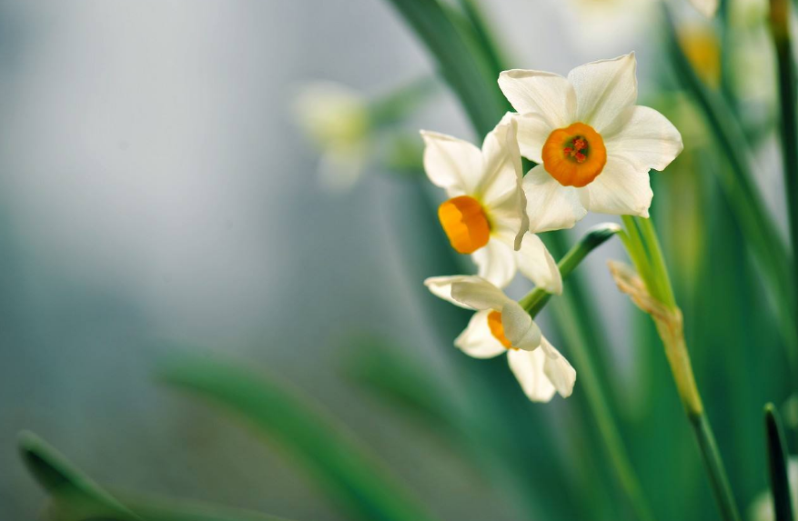 「诗词鉴赏」水仙花开迎新年，十二首水仙花的诗词，让冬天更美