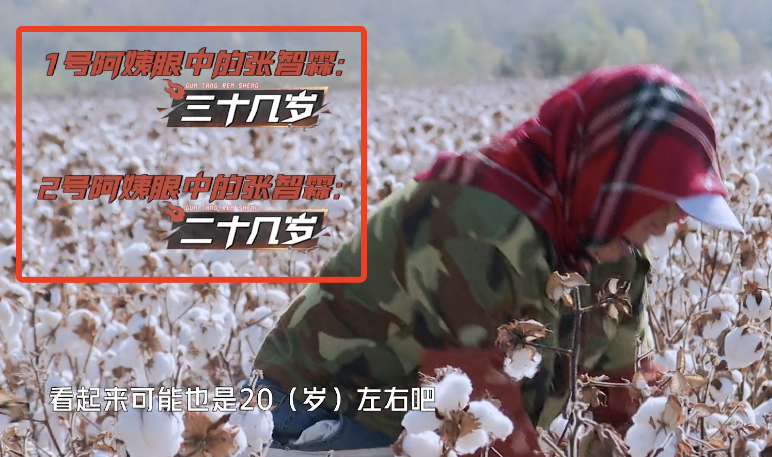 张智霖戴头巾摘棉花被阿姨误认为20多岁，袁咏仪调侃他是狼外婆