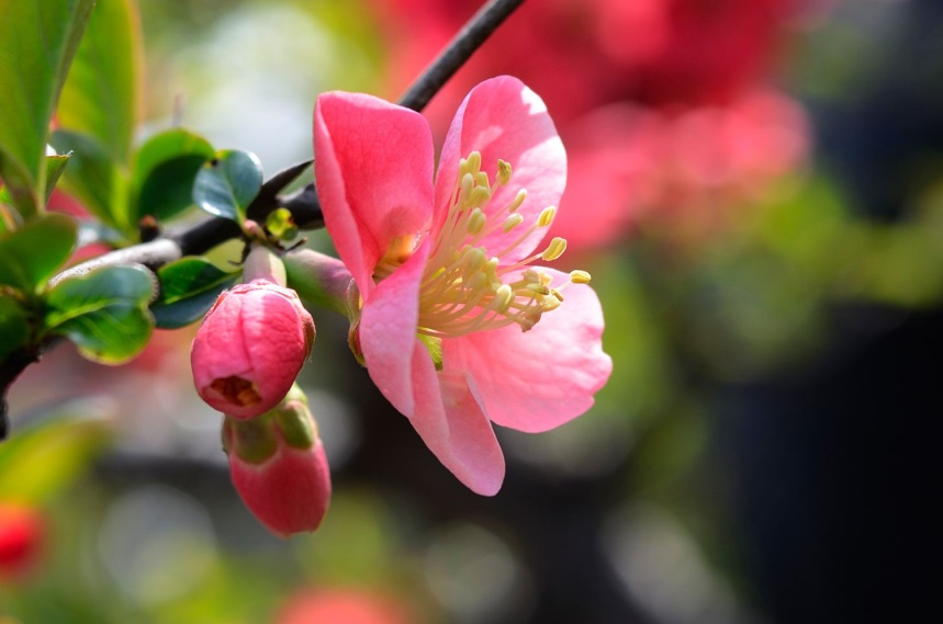 桃花和梅花怎么区分（只需从5个关键部分入手）