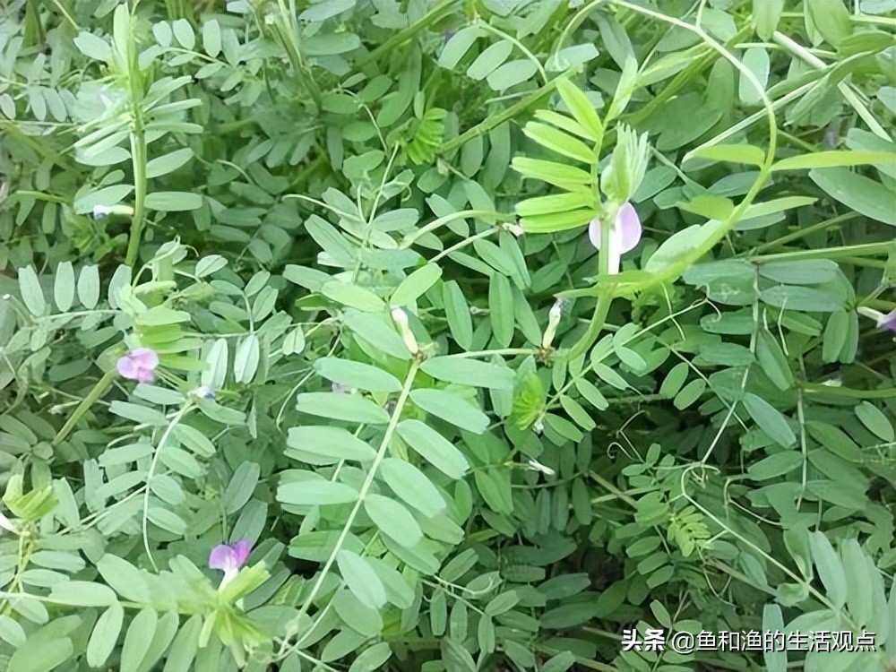 生草藥名圖片大全(踏春必備) - 赤虎壹號