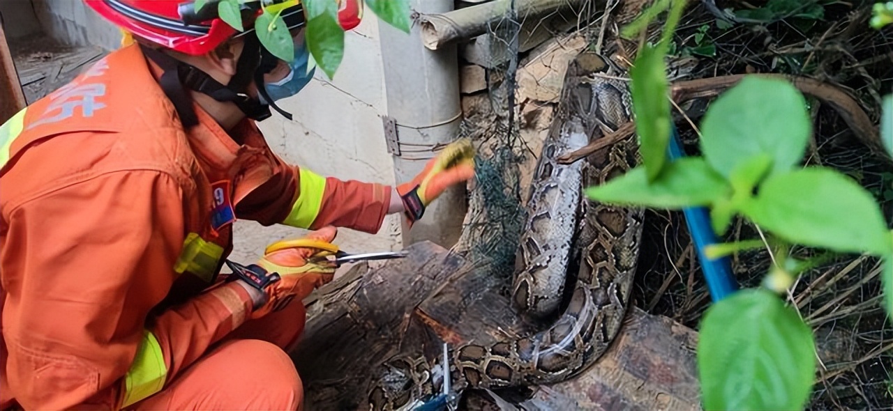 大蛇事件(福建泉州发现大蟒蛇，足有30多斤重，溜进屋时因体型太大被网困住)