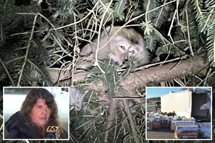 美国逃跑的猴子被做了什么？有位妇女与其接触后染病，眼睛都红了