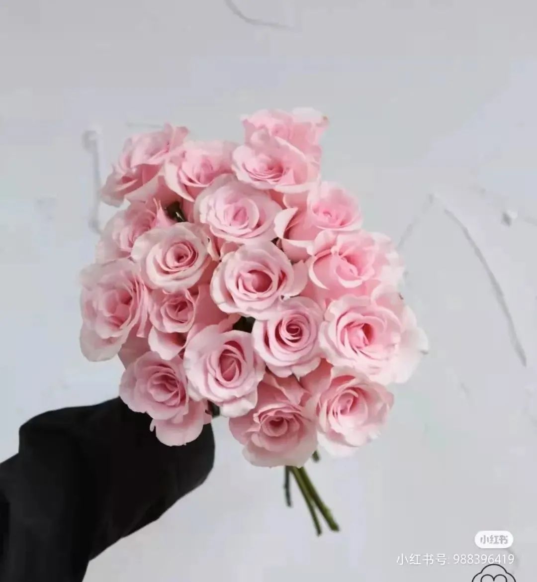 桃红雪山玫瑰（桃红雪山玫瑰的花语含义图片）