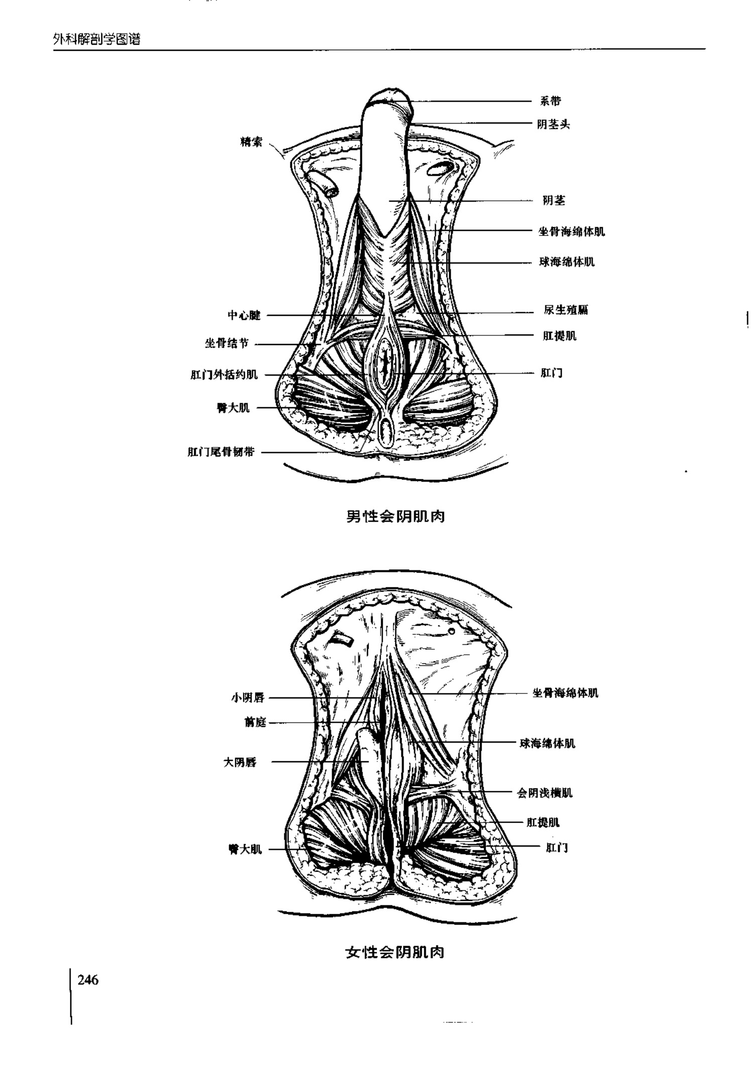 人体内脏位置图(图示集‖外科解剖学图谱(8-5)盆部)