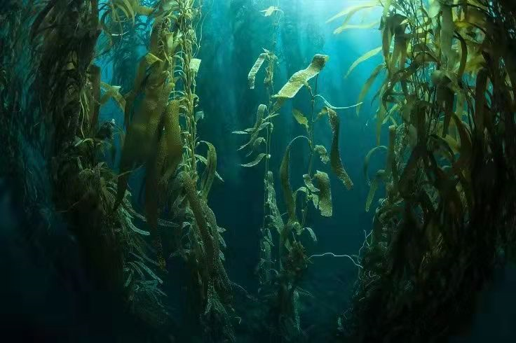 大力倡导海洋生态文明建设 大力倡导海洋生态文明建设