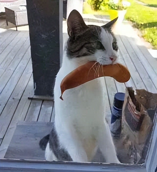 主人没饭吃，猫猫真的会抓鱼报恩吗？