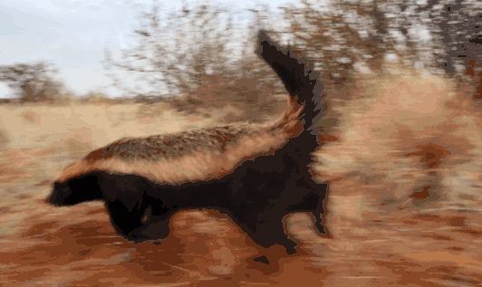 非洲平头哥,非洲平头哥蜜獾