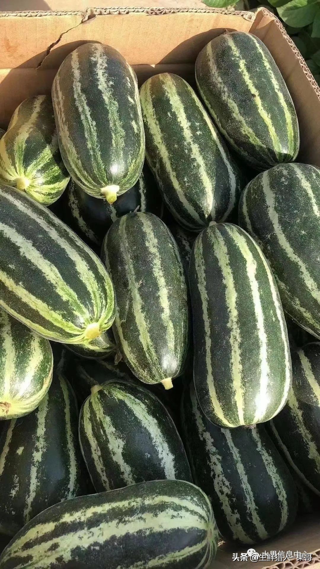 哈密瓜、蜜瓜、网纹瓜、香瓜、羊角蜜傻傻分不清？看完就明白了