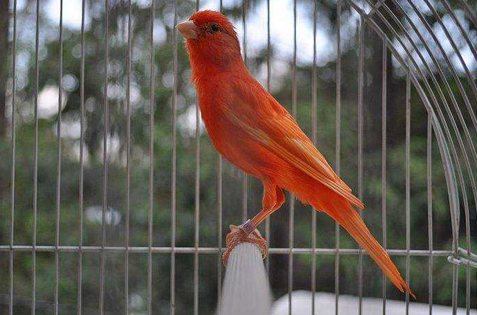 "歌唱大师"——金丝雀