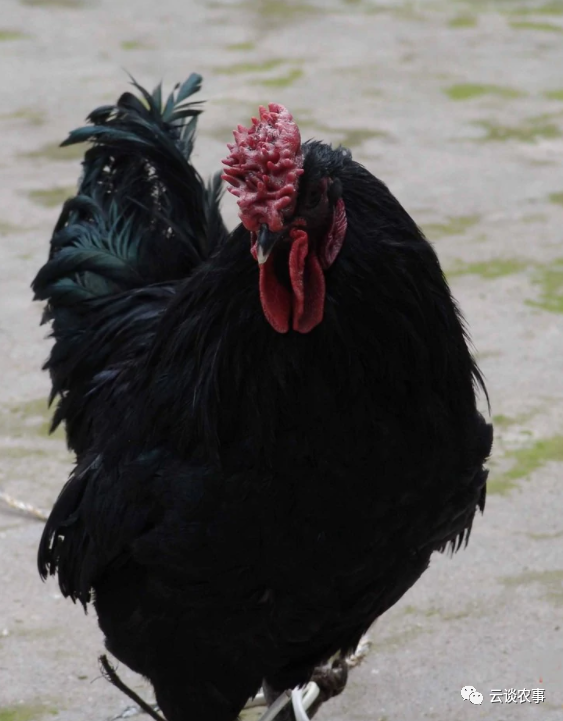 (旧院黑鸡)(米易鸡)(石棉草科鸡)(凉山崖鹰鸡)(兴文乌骨鸡)(沐川乌骨
