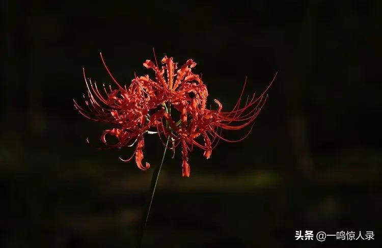 紫色曼陀罗花的花语是恐怖,黑色曼陀罗花的花语是不可预知的黑暗死亡