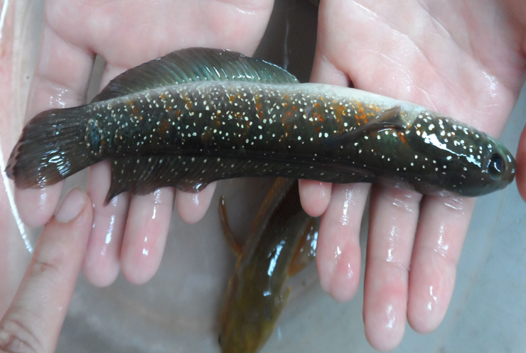 七星鱼多少钱一斤(酷似泥鳅的小鱼) - 羊城网