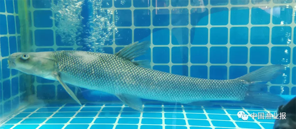 科学放流指南 |(六)禁止放流的常见水生生物外来种、杂交种和选育种