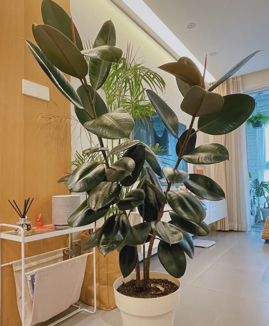 客厅最适合养大型绿植，这6种新型植物，好看好养护，养人养心