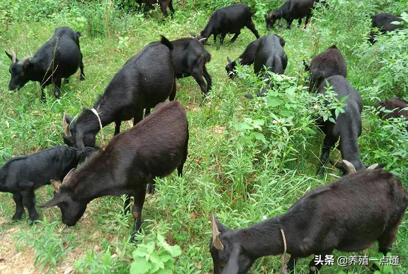 努比亚黑山羊图片（10大黑山羊品种盘点）