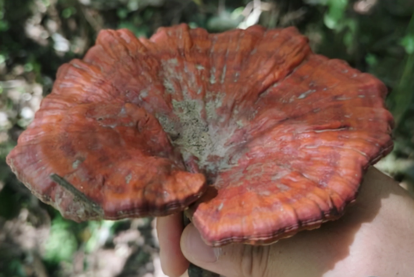 成都一家族迁坟挖出3斤"血灵芝",专家:万万不能吃