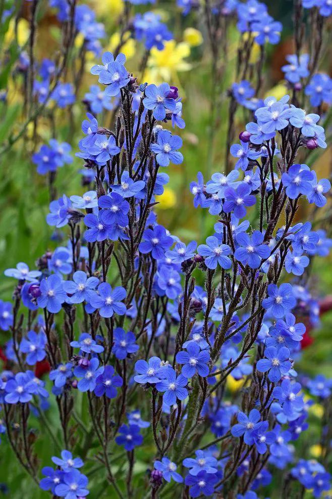 蓝色星辰花的花语图片