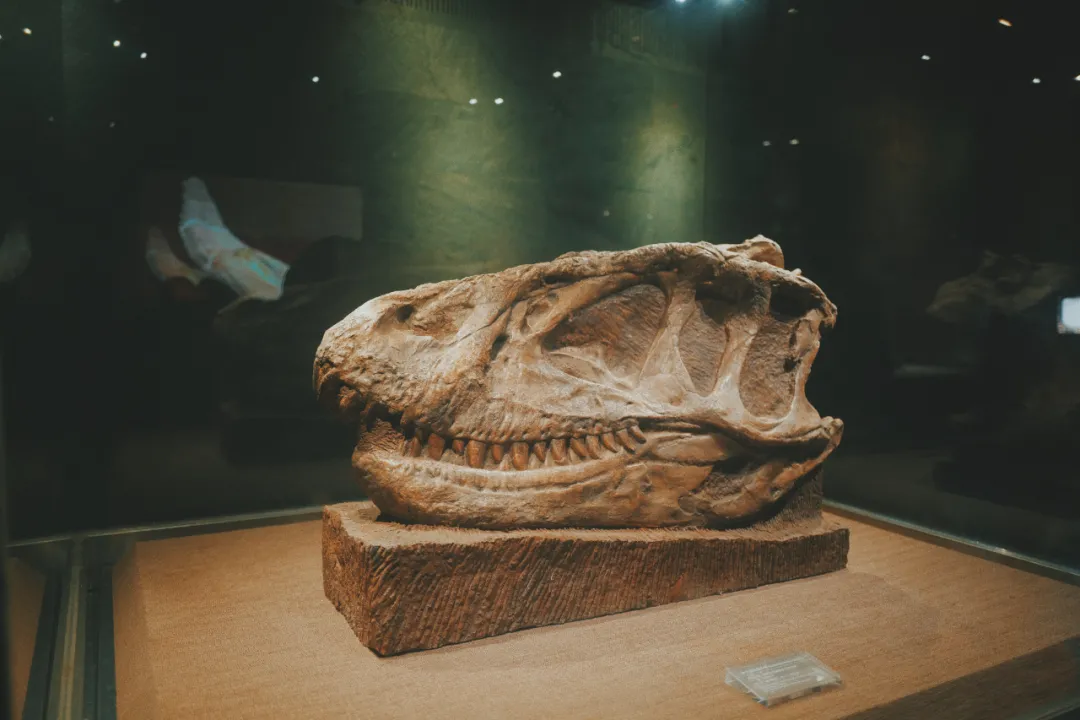 最近超火的盐帮菜之乡让我大开眼界，奇怪的知识又增加了