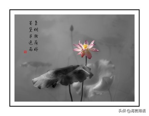 庆儿心语~离落别情晚，听荷诉衷情