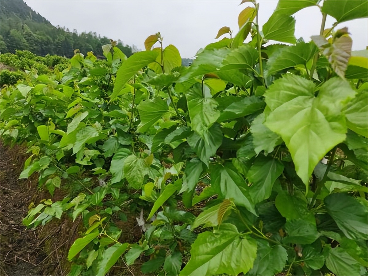 “舌尖”安全有保障 鞍山“高老庄”蔬菜瓜果纯绿色
