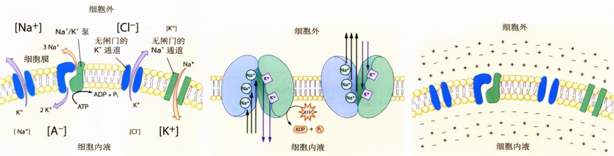 深度长文：意识的本质到底是什么？意识和自我意识是如何产生的？