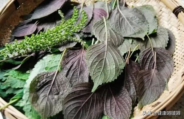 春天，紫苏，其实是个“宝”，用它来泡水喝，或能解决3个问题