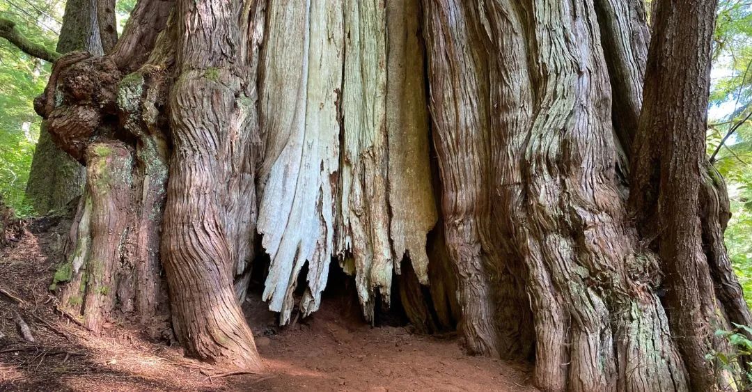 猎奇 | 探索世界之最！全球最大的树居然在BC省