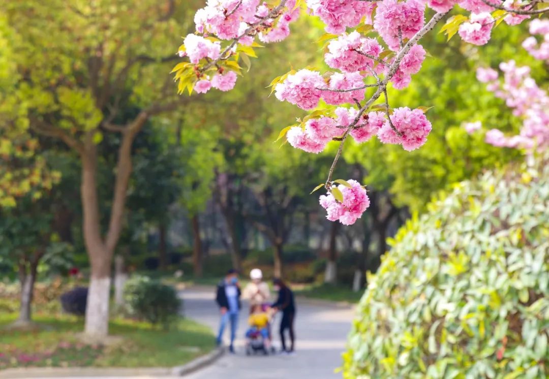 疫情难掩芳华，萌兽邀您“云赏花”