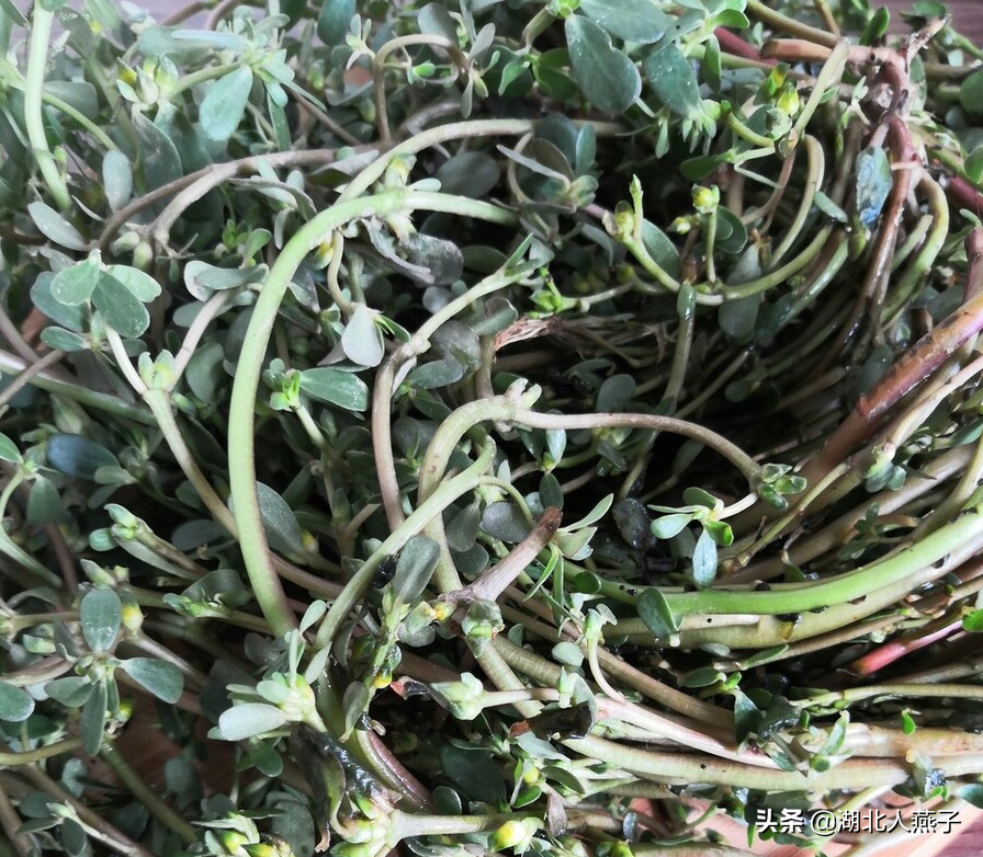 夏季摘野菜，送你61种野菜大图鉴，让你轻松认识各种野菜和吃法