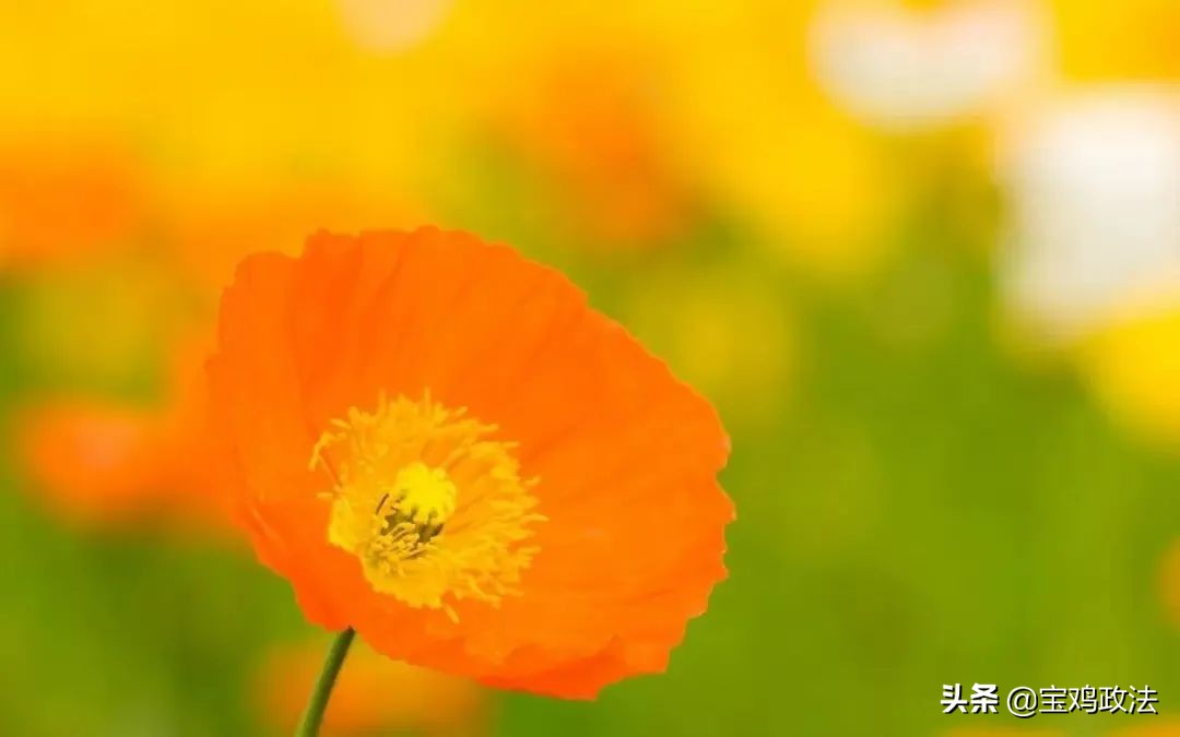 上巳节的由来和风俗（中国古代最浪漫的节日）