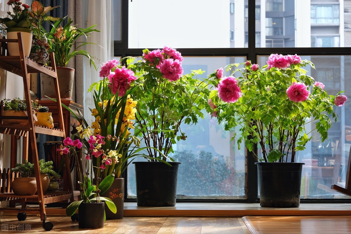 花树图片大全大图(7种富贵花) - 赤虎壹号