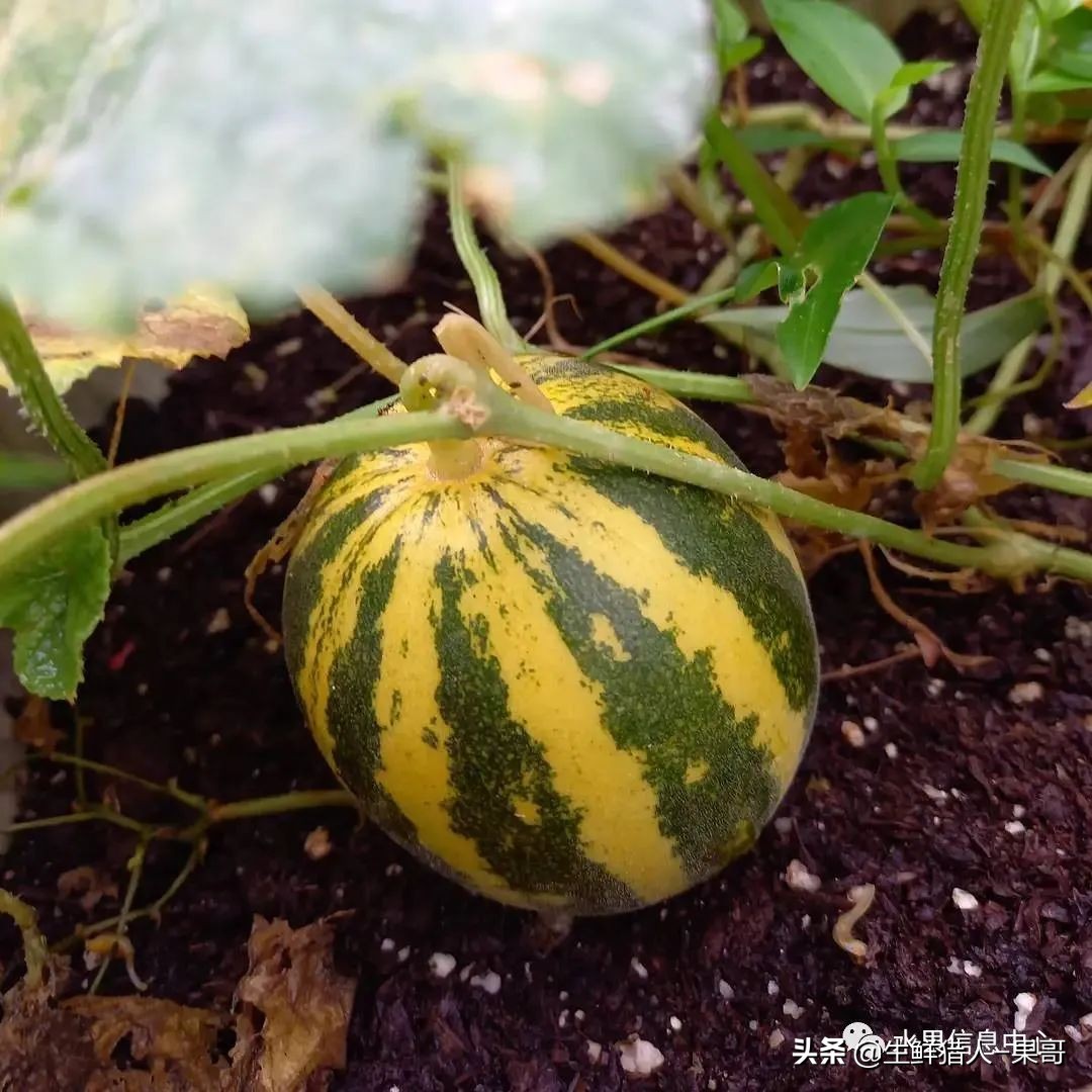 哈密瓜、蜜瓜、网纹瓜、香瓜、羊角蜜傻傻分不清？看完就明白了