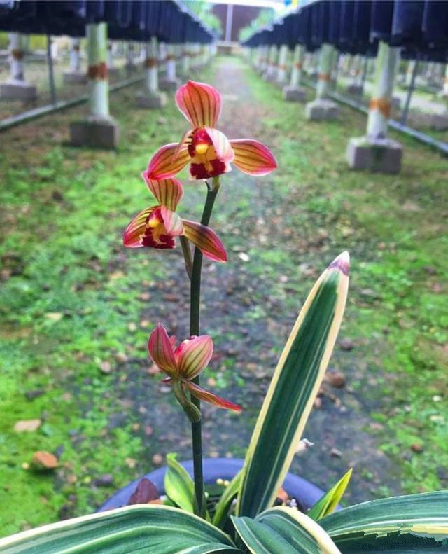 不多的浓香型矮种兰花,用一句诗来形容就是"久坐不知香在室,推窗时有