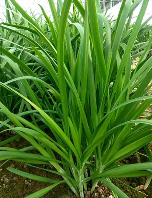 岛本酵素之果友百问百答——韭菜干尖是为啥？