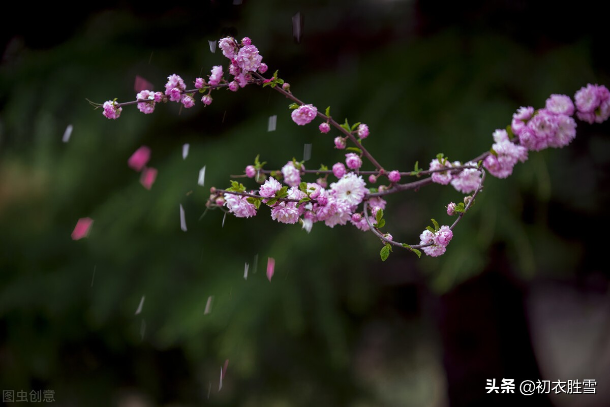 明丽芳草落花美诗六首：白日照绿草，落花散且飞