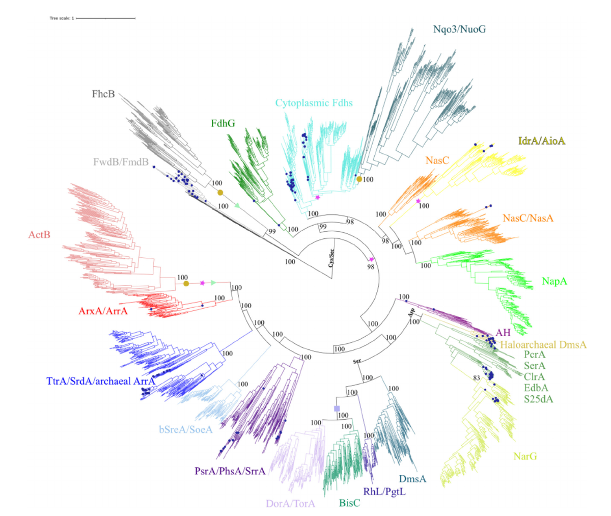 二甲基亚砜还原酶超家族对生物地球化学循环演化的影响