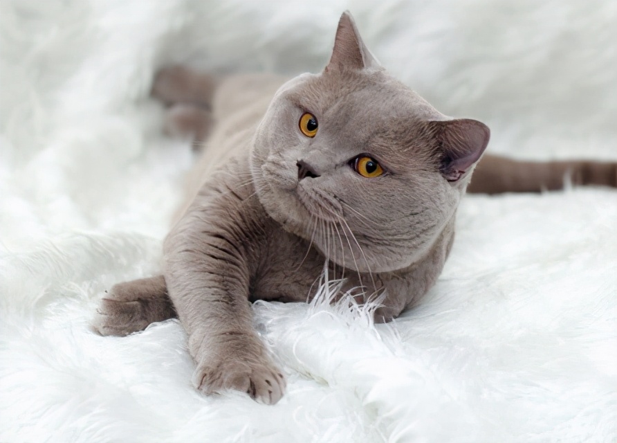 英短猫最常见的7种颜色，附上最新价，不要买贵了