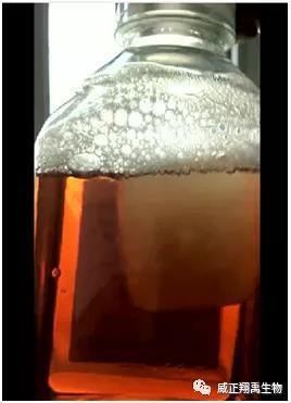 和你聊聊胎牛血清的相关知识
