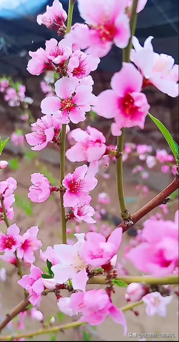 心若向阳，一路鸟语花香