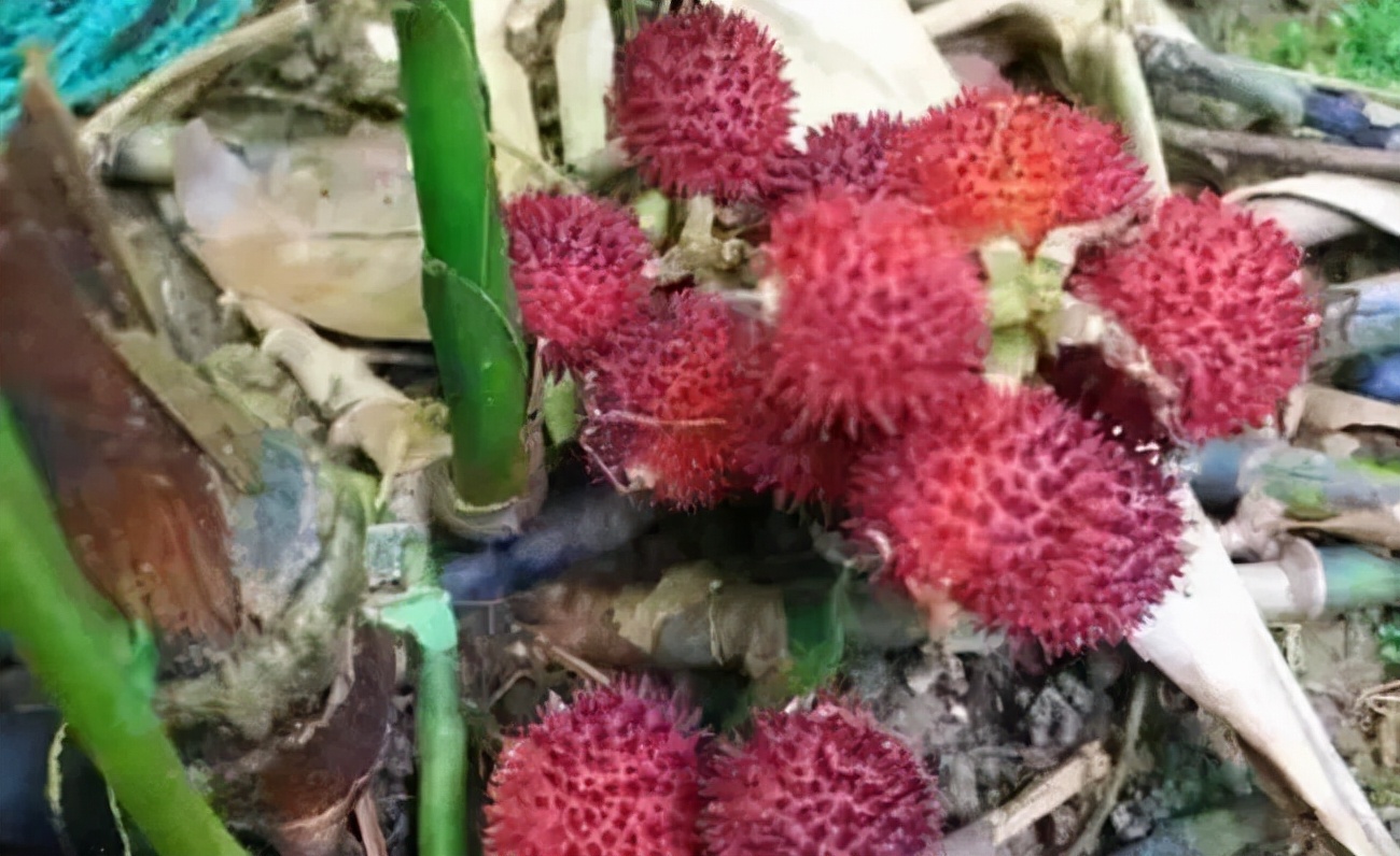 砂仁治牛瘟，也能治人病，香味浓郁...真是一个大宝贝