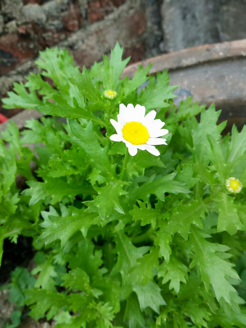 叶互生,长形羽状分裂,花黄色或白色,与野菊花很像,还能开