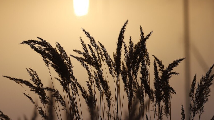 做一手强麦期货需要的保证金和手续费各是多少？