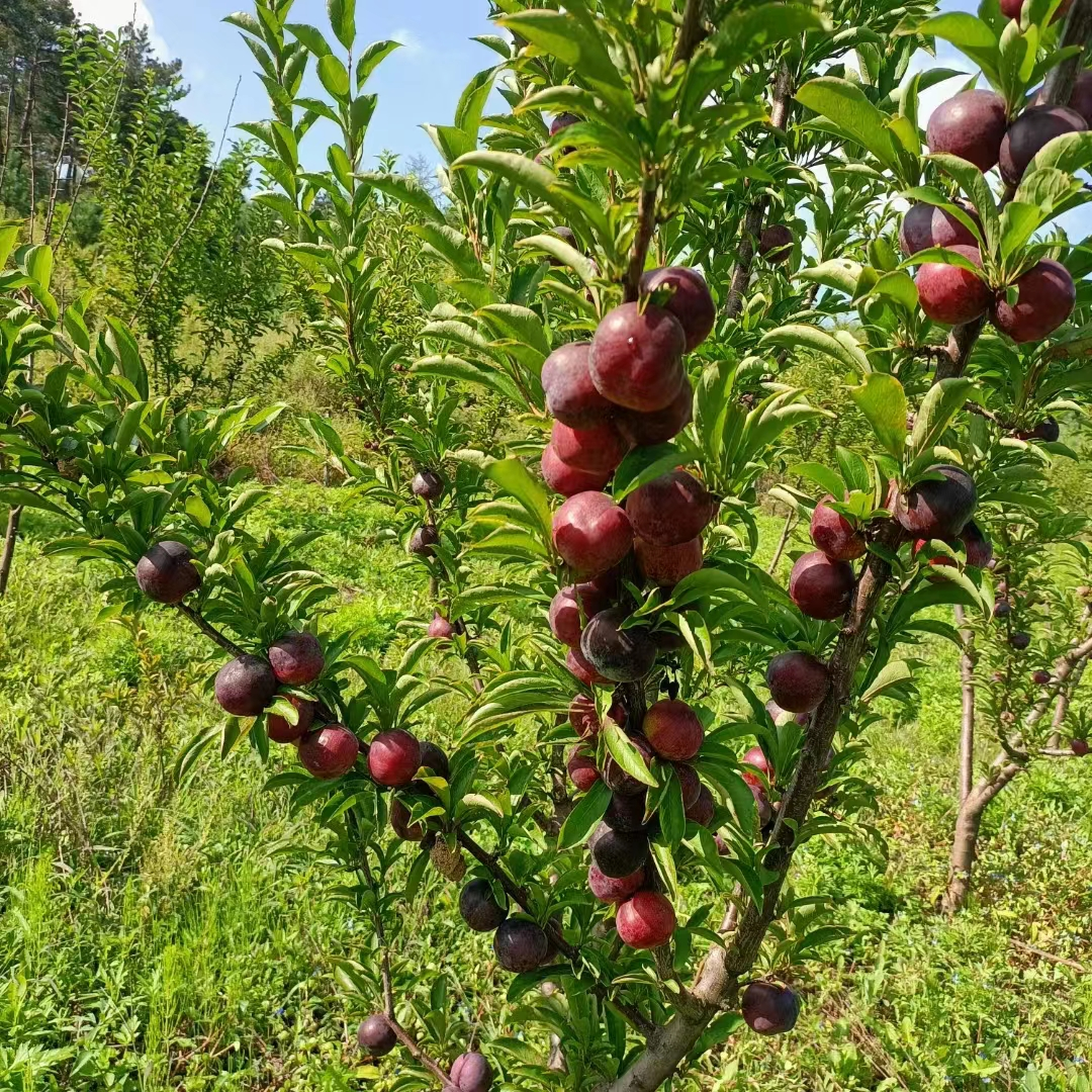 綠色健康 天然醇香—東豐縣躍明家庭農場(chǎng)