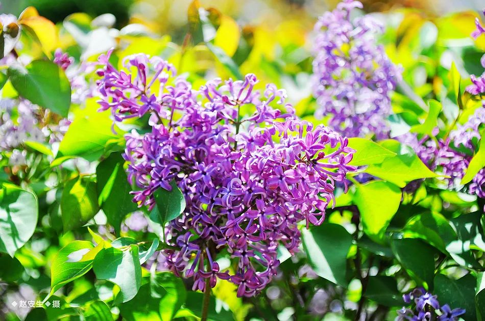 疫情挡不住春天的脚步，小编带你去看古城秦州的春暖花开