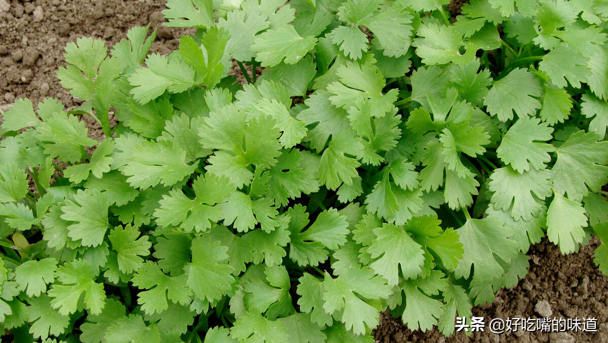 香菜很好吃，但是制作不当也有一定的危害，可惜知道的人太少了
