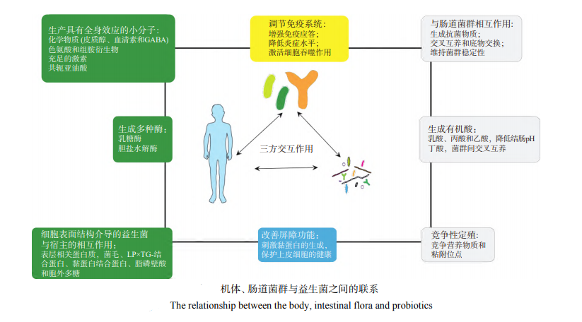 益生菌能长期吃吗？用来减肥靠谱吗？提醒：服用益生菌也要注意