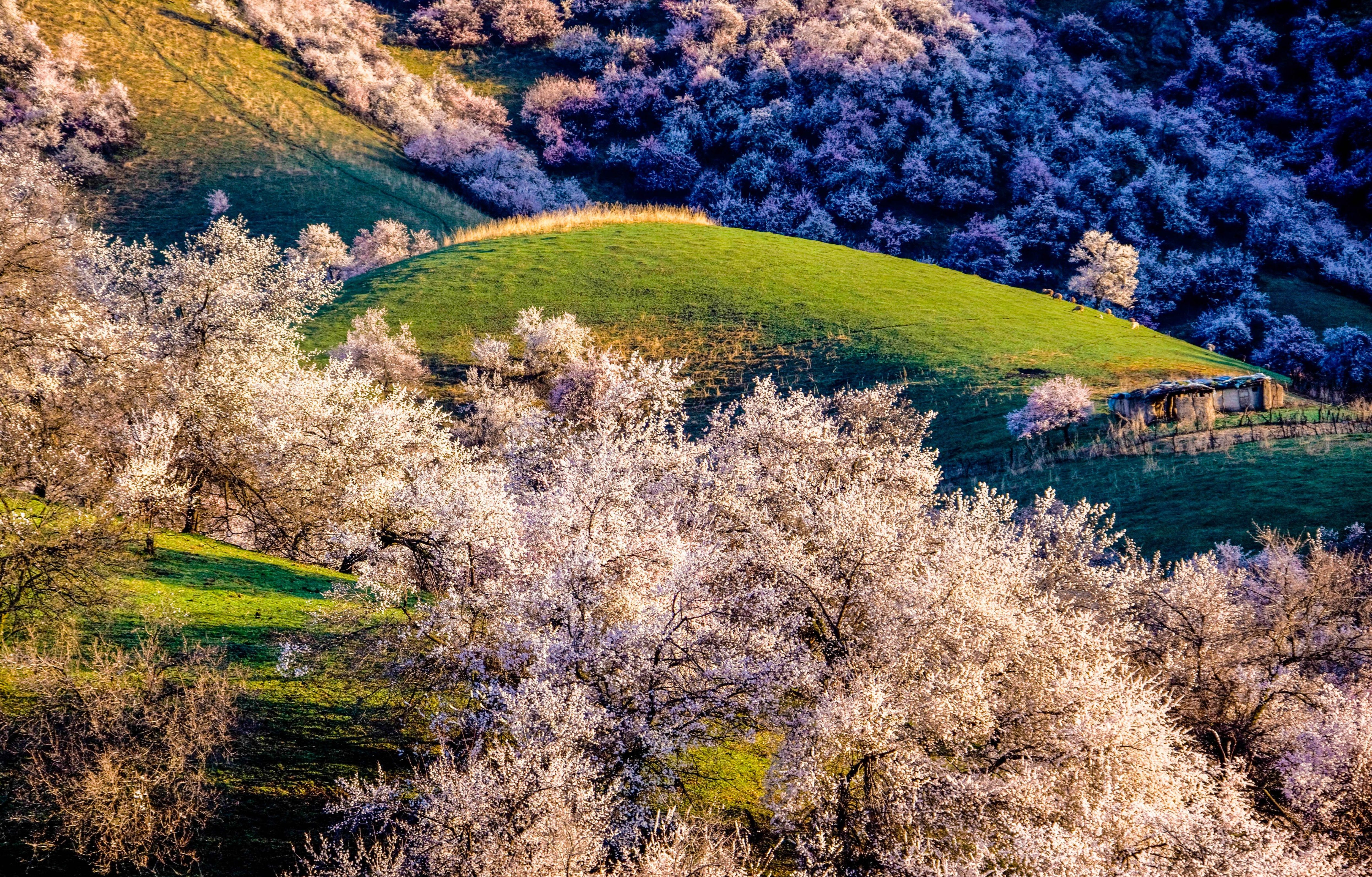 新疆·杏花沟