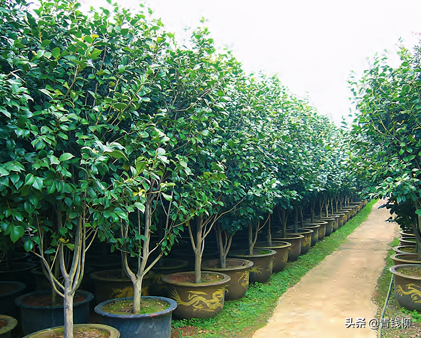 茶花资源及其应用推广研究